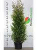 Thuja 'Smaragd' Arborvitae 60–80 cm in Pot, 18 Hedge Plants, Evergreen Conifer view 2