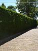 Thuja 'Smaragd' Arborvitae 60–80 cm in Pot, 18 Hedge Plants, Evergreen Conifer view 3