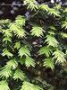 Thuja 'Smaragd' Arborvitae 60–80 cm in Pot, 18 Hedge Plants, Evergreen Conifer view 4