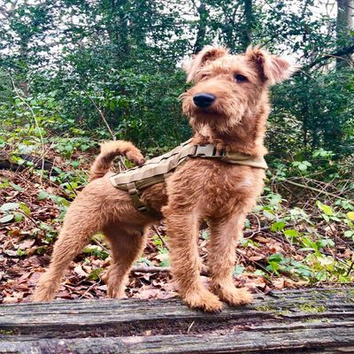 Zhyaunz 5D DIY Diamond Painting Kit, Irish Terrier Dog, 30 x 40 cm