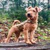 Zhyaunz 5D DIY Diamond Painting Kit, Irish Terrier Dog, 30 x 40 cm view 1
