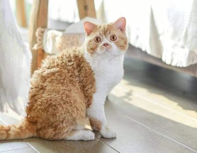 Zhyaunz 5D DIY Diamond Painting Kit, Orange Cat, 40 x 50 cm