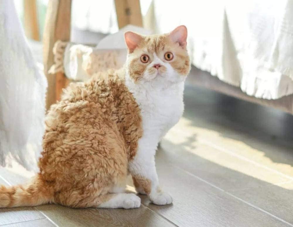 Zhyaunz 5D DIY Diamond Painting Kit, Orange Cat, 40 x 50 cm