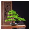 XXXXW Handcrafted 14-Inch-Tall Artificial Pine Bonsai Decoration for Wine Cabinets and Tea Rooms view 1