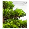 XXXXW Handcrafted 14-Inch-Tall Artificial Pine Bonsai Decoration for Wine Cabinets and Tea Rooms view 4