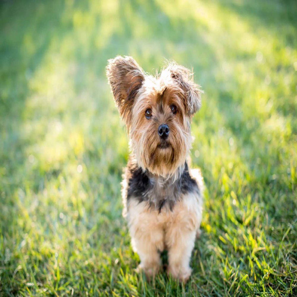 5D DIY Diamond Painting Kit, Yorkshire Terrier, Full Drill