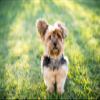 5D DIY Diamond Painting Kit, Yorkshire Terrier, Full Drill view 1