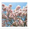 Wallario Glass Stovetop Cover/Splash Guard, 2-Piece, 70 x 52 cm, Pink Magnolias view 1