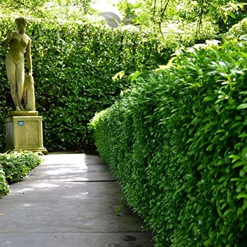 Gardline Cherry Laurel ‘Novita’, 100–120 cm, Potted, 3–200 Plants, Hedge – 66 Plants (approx. 26.5 m)