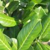 Gardline Cherry Laurel ‘Novita’, 100–120 cm, Potted, 3–200 Plants, Hedge – 66 Plants (approx. 26.5 m) view 2