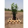 Gardline Cherry Laurel ‘Novita’, 100–120 cm, Potted, 3–200 Plants, Hedge – 66 Plants (approx. 26.5 m) view 3