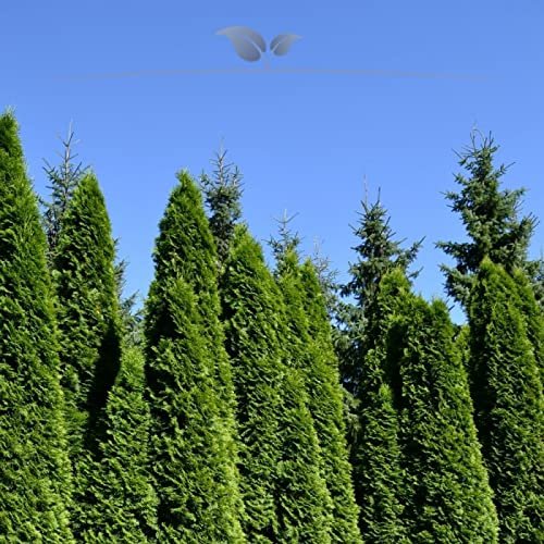 Gardline Emerald Green Thuja Arborvitae, 60–80 cm, Potted, Evergreen and Winter-Hardy, 38 Plants (approx. 11 m)