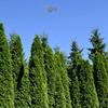 Gardline Emerald Green Thuja Arborvitae, 60–80 cm, Potted, Evergreen and Winter-Hardy, 38 Plants (approx. 11 m) view 1