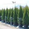 Gardline Emerald Green Thuja Arborvitae, 60–80 cm, Potted, Evergreen and Winter-Hardy, 38 Plants (approx. 11 m) view 3