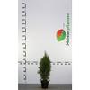 Gardline Emerald Green Thuja Arborvitae, 60–80 cm, Potted, Evergreen and Winter-Hardy, 38 Plants (approx. 11 m) view 4