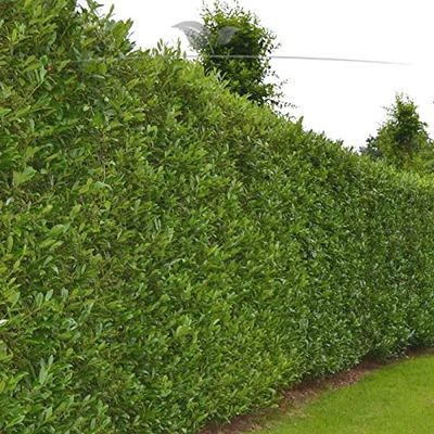 Gardline - Cherry Laurel 'Caucasica' 60–80 cm in a Pot, 3–200 Plants. Evergreen Hedge - 47 Plants (Approx. 13.5 Meters)