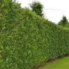 Gardline - Cherry Laurel 'Caucasica' 60–80 cm in a Pot, 3–200 Plants. Evergreen Hedge - 47 Plants (Approx. 13.5 Meters) view 1