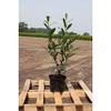 Gardline - Cherry Laurel 'Caucasica' 60–80 cm in a Pot, 3–200 Plants. Evergreen Hedge - 47 Plants (Approx. 13.5 Meters) view 3