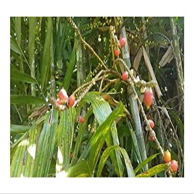 10x Ptychosperma macarthurii MacArthur Palm Seeds – ID430