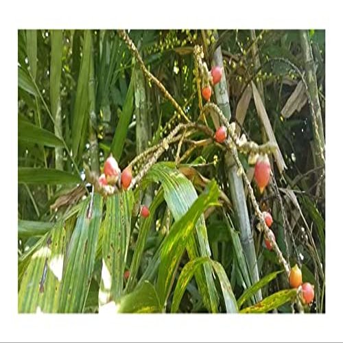 10x Ptychosperma macarthurii MacArthur Palm Seeds – ID430