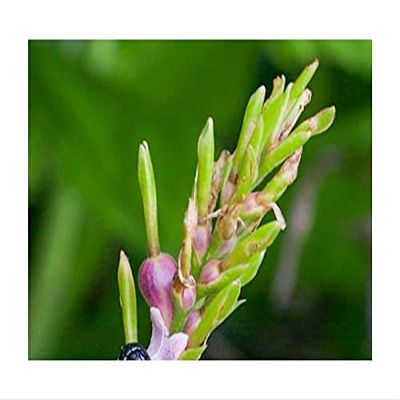 10 x Cautleya gracilis var. robusta Ginger Garden Plant Seeds - ID470 - Seeds & Plants Shop by Ipsa
