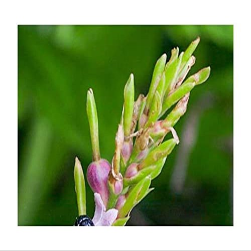 10 x Cautleya gracilis var. robusta Ginger Garden Plant Seeds - ID470 - Seeds & Plants Shop by Ipsa