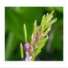 10 x Cautleya gracilis var. robusta Ginger Garden Plant Seeds - ID470 - Seeds & Plants Shop by Ipsa view 1