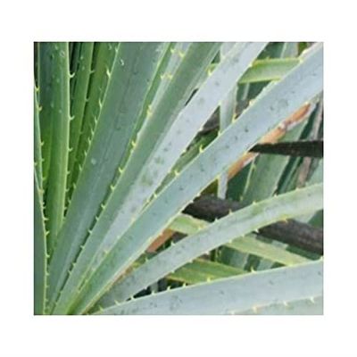 10x Dasylirion glaucophyllum Hidalgo Roughhead Garden Plant Seeds ID885 - Seeds & Plants Shop by Ipsa