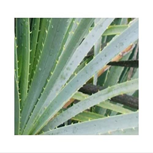 10x Dasylirion glaucophyllum Hidalgo Roughhead Garden Plant Seeds ID885 - Seeds & Plants Shop by Ipsa