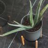 Kollecture Fleur Planter, Brown, Gray Stand view 4