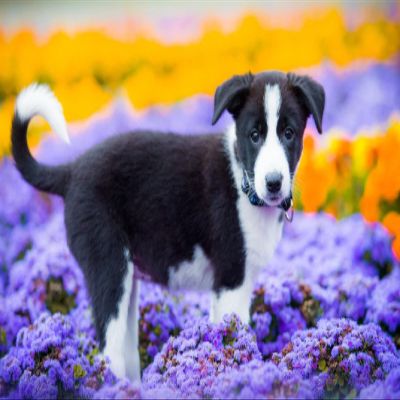 SPJOY Paint by Numbers Kit, Puppy, 16 x 20 in, Gift for 6-Year-Old Girls