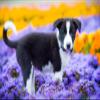 SPJOY Paint by Numbers Kit, Puppy, 16 x 20 in, Gift for 6-Year-Old Girls view 1