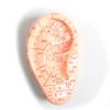 ZCBYBT Chinese Medicine Massage Ear Model, PVC, for Teaching and Display, 12 cm view 1
