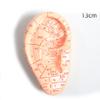 ZCBYBT Chinese Medicine Massage Ear Model, PVC, for Teaching and Display, 12 cm view 2
