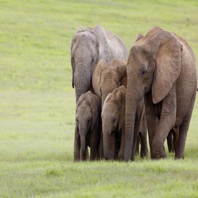 LHJOY Gift for Girls 3D Puzzle, 1,000 Pieces, Elephant Park, South Africa, 75 x 50 cm