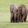 LHJOY Gift for Girls 3D Puzzle, 1,000 Pieces, Elephant Park, South Africa, 75 x 50 cm view 1