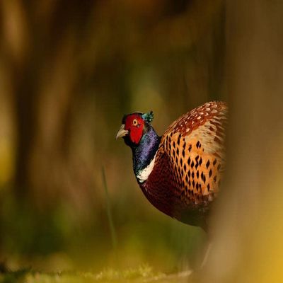 LHJOY 1000-Piece Pheasant Feather Puzzle, 75 x 50 cm