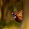 LHJOY 1000-Piece Pheasant Feather Puzzle, 75 x 50 cm view 1