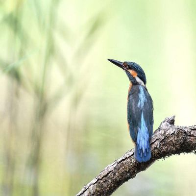LHJOY 1000-Piece Kingfisher Jigsaw Puzzle, 75 x 50 cm