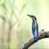 LHJOY 1000-Piece Kingfisher Jigsaw Puzzle, 75 x 50 cm view 1