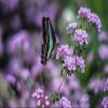 LHJOY Gift Puzzle, 1,000 Pieces, Butterfly Wing Insect, 75 x 50 cm view 1