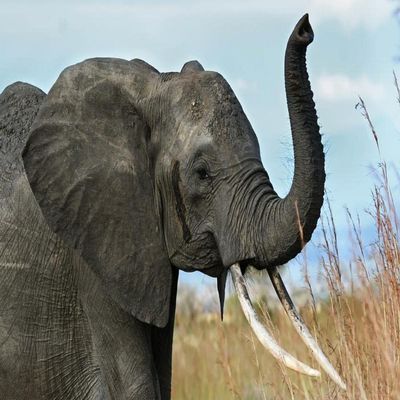 LHJOY Elephant Gift Puzzle, 1,000 Pieces, 75 x 50 cm