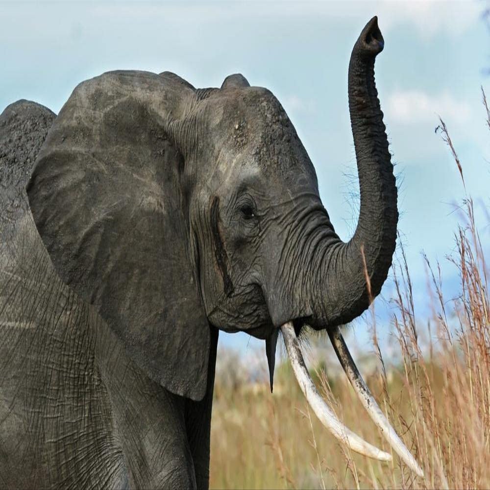 LHJOY Elephant Gift Puzzle, 1,000 Pieces, 75 x 50 cm