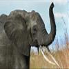 LHJOY Elephant Gift Puzzle, 1,000 Pieces, 75 x 50 cm view 1
