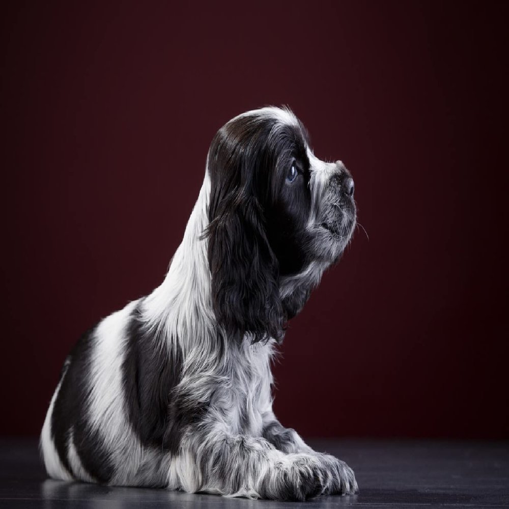 LHJOY 3D Puzzle for Children, 1,000 Pieces, Spaniel Puppies, 75 x 50 cm