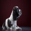 LHJOY 3D Puzzle for Children, 1,000 Pieces, Spaniel Puppies, 75 x 50 cm view 1