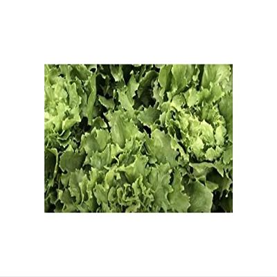 750 pcs Endive Broadleaf Full Heart Winter (Cichorium endivia) Seeds K541