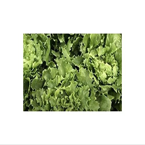 750 pcs Endive Broadleaf Full Heart Winter (Cichorium endivia) Seeds K541