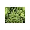 750 pcs Endive Broadleaf Full Heart Winter (Cichorium endivia) Seeds K541 view 1