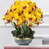 FagusHome 6-Piece Artificial Phalaenopsis Orchid Flowers, 80 cm, Yellow Variegated view 4